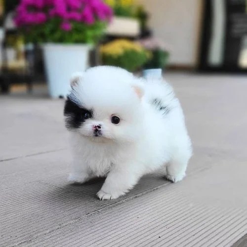 Buy Teacup Pomeranian Puppies/Dogs for Sale in Delhi, NCR India
