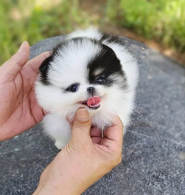 Buy Teacup Pomeranian Puppies/Dogs for Sale in Delhi, NCR India