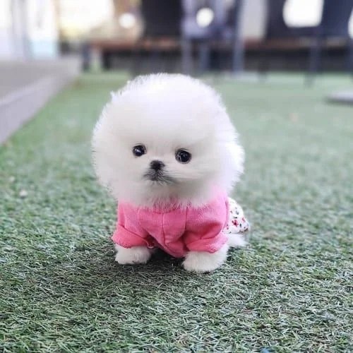 Buy Teacup Pomeranian Puppies/Dogs for Sale in Delhi, NCR India