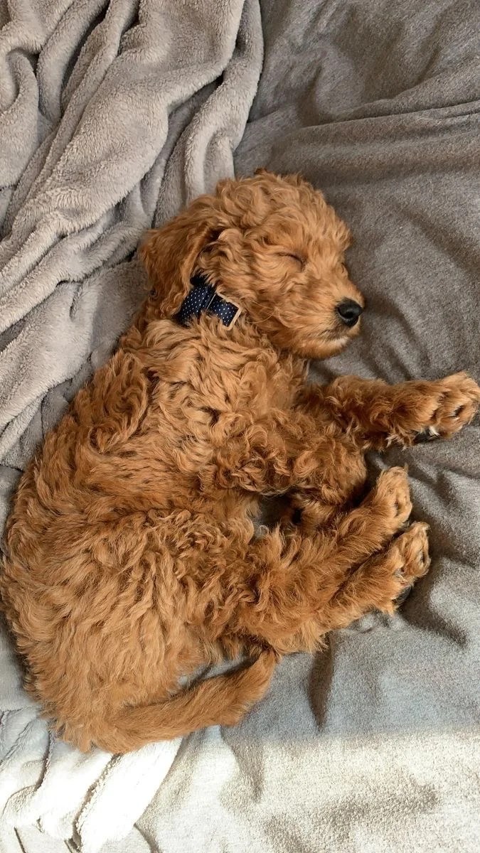 Buy Goldendoodle Puppies for Sale in Delhi NCR, India