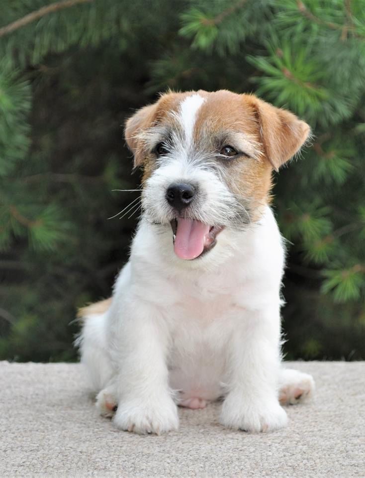 Jack Russell Terrier Rough Coat Puppiezo