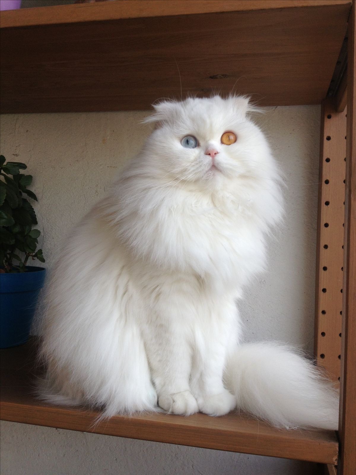 Buy Persian Cat Dual Colour Eyes Kitten for Sale in Delhi NCR, India