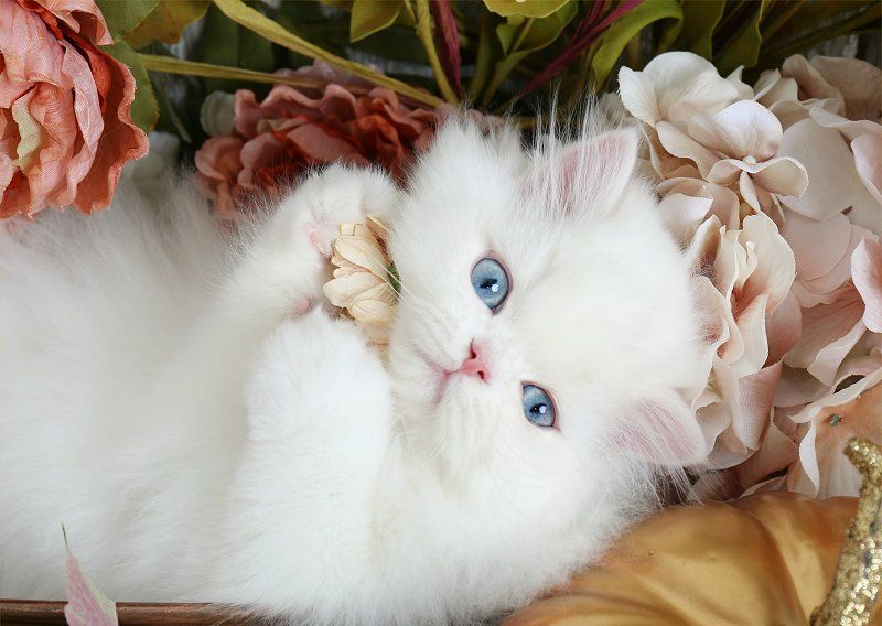 Buy White Persian Cat/Kitten (Blue Colour Eyes) for Sale in Delhi NCR