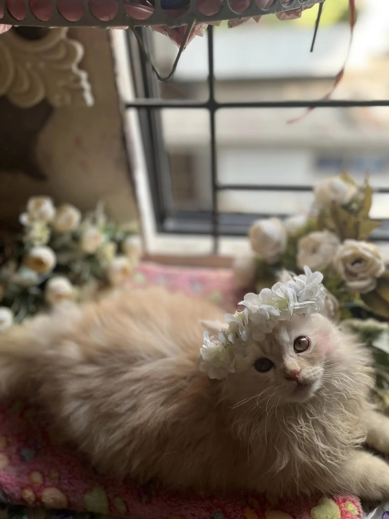 Buy Doll Face Persian Cat/Kitten for Sale in Delhi NCR, India