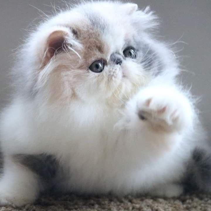 Buy Punch Face Persian Cat/Kitten for Sale in Delhi NCR, India