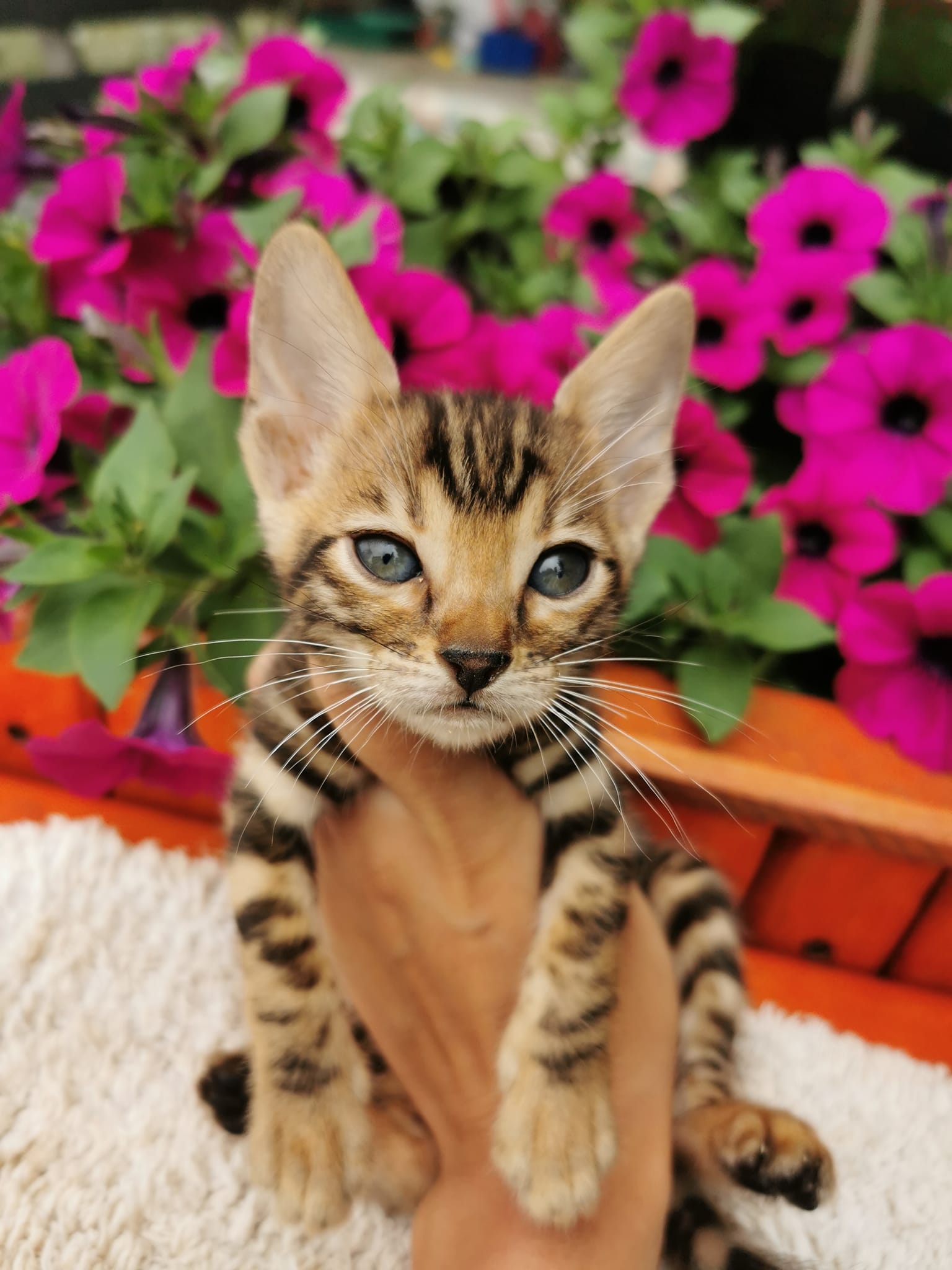Buy Bengal Cats/Kittens For Sale in Delhi NCR, India