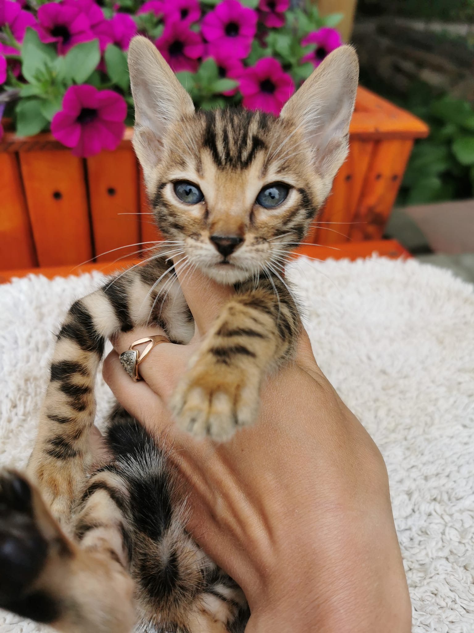 Buy Bengal Cats/Kittens For Sale in Delhi NCR, India