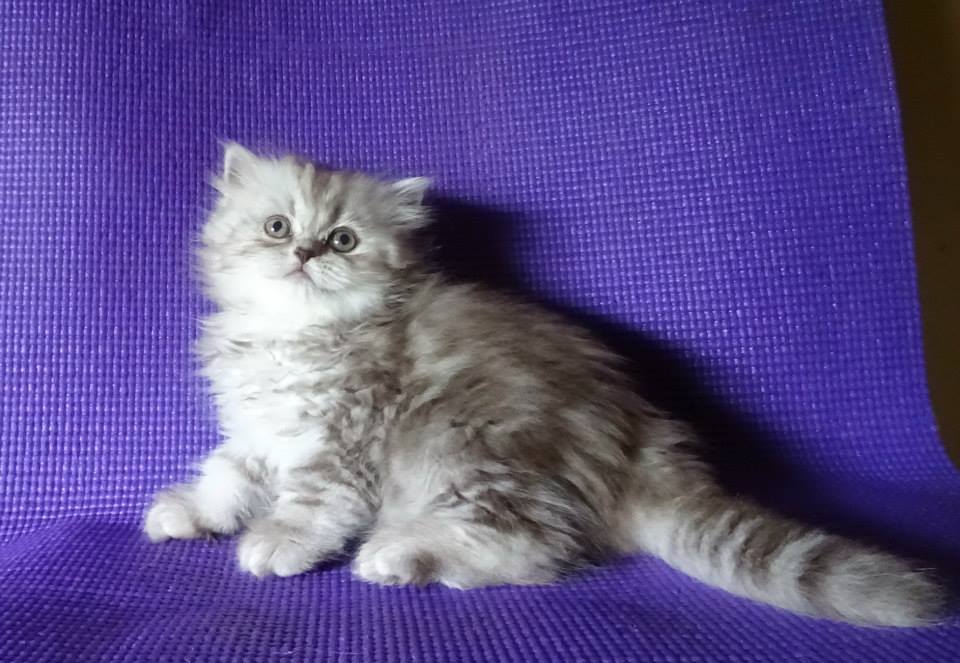 Buy British Longhair Cats/Kittens for Sale in Delhi NCR, India