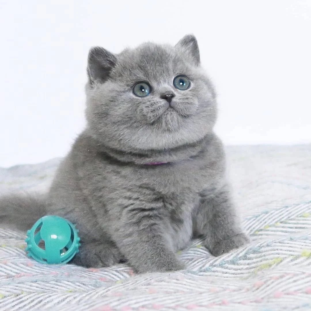 Buy British Shorthair Cats/Kittens for Sale in Delhi NCR, India