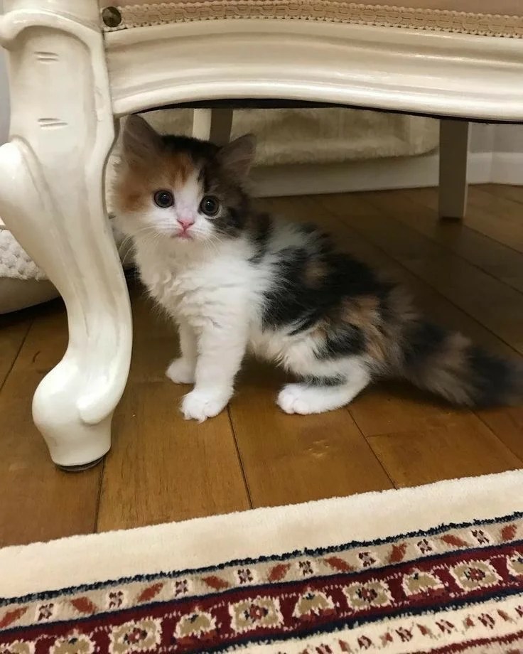 Buy Calico Cats/Kittens for Sale in Delhi NCR, India at Best Prices