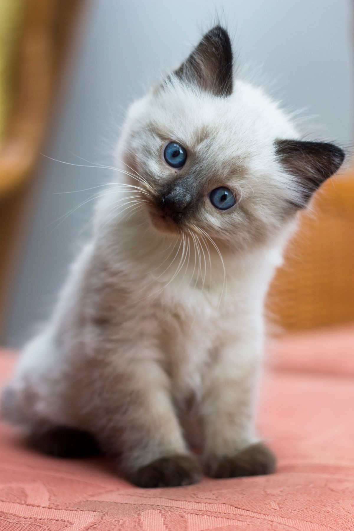 Buy Himalayan Cats/Kittens For Sale in Delhi NCR, India