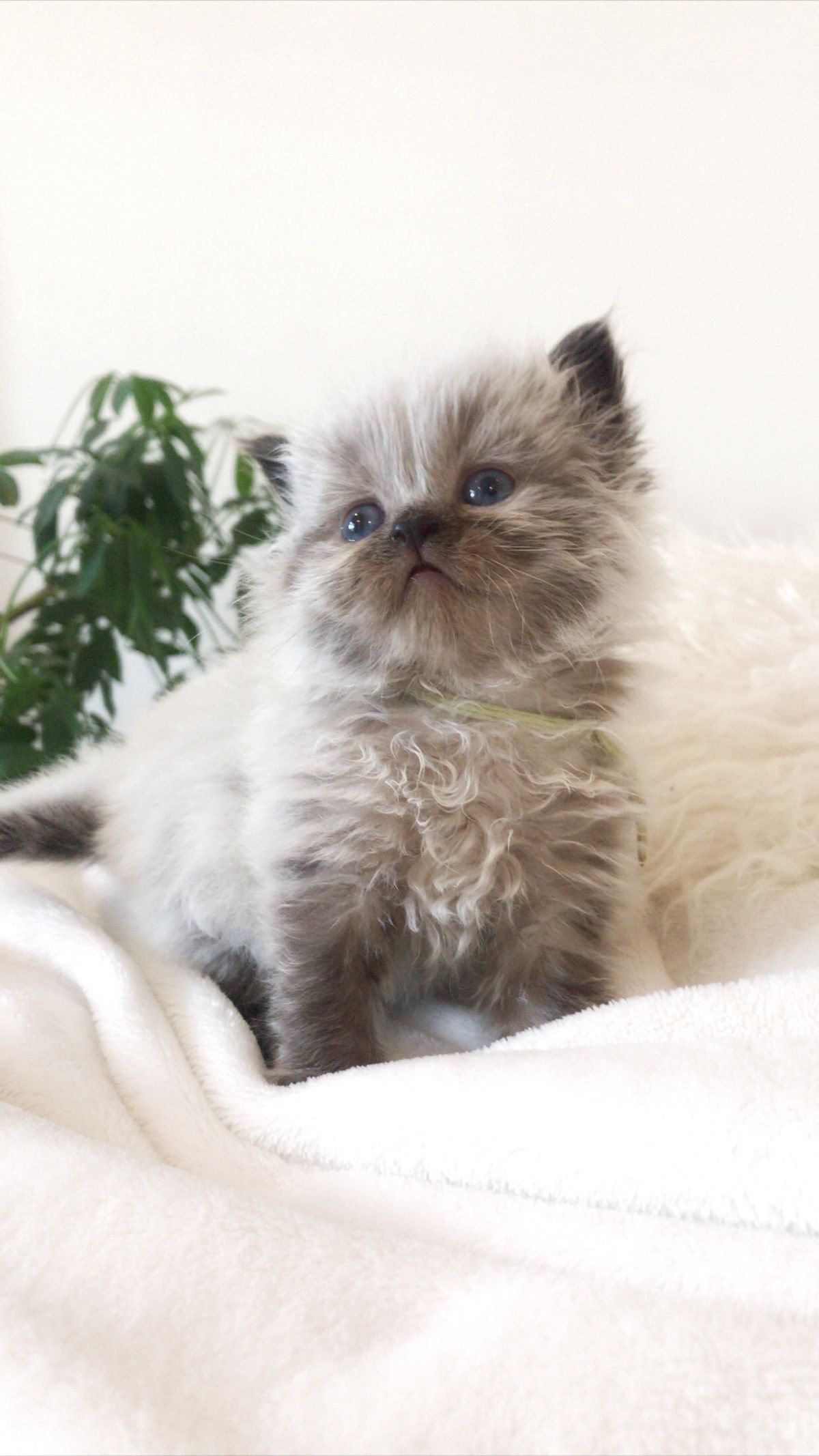 Buy Himalayan Cats/Kittens For Sale in Delhi NCR, India