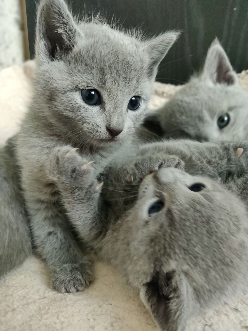 Russian Blue Puppiezo