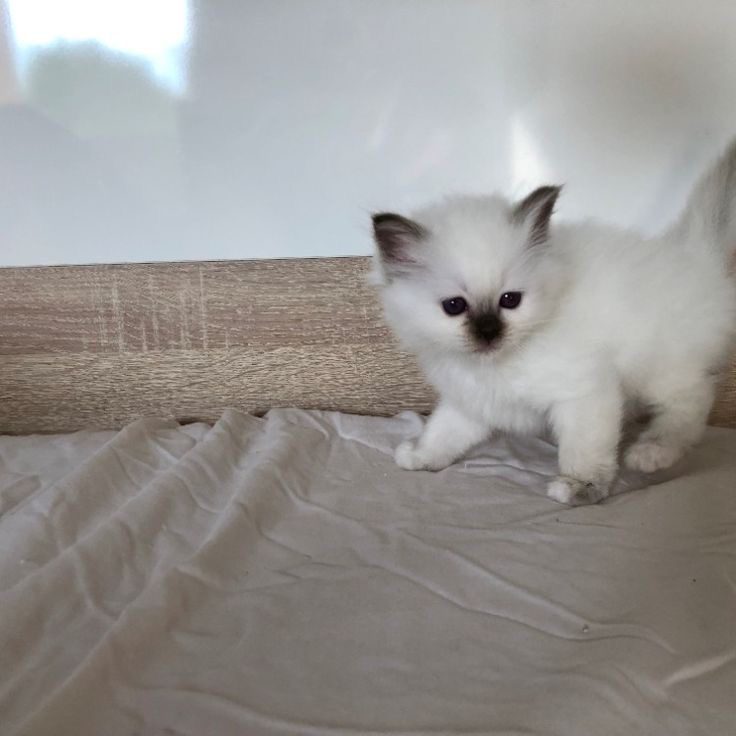 Buy Birman Cats/Kittens for Sale in India At Best Prices