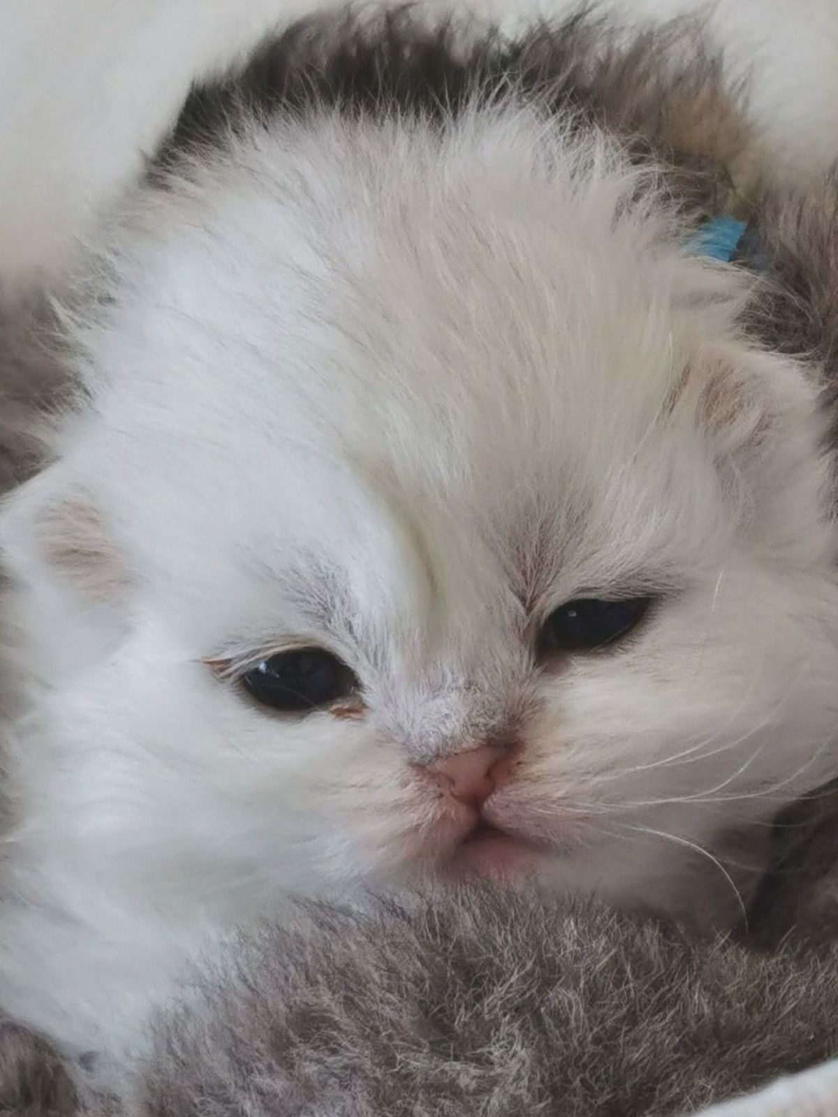 Buy Chinchilla Cats/Kittens for Sale in Delhi, India At Best Prices