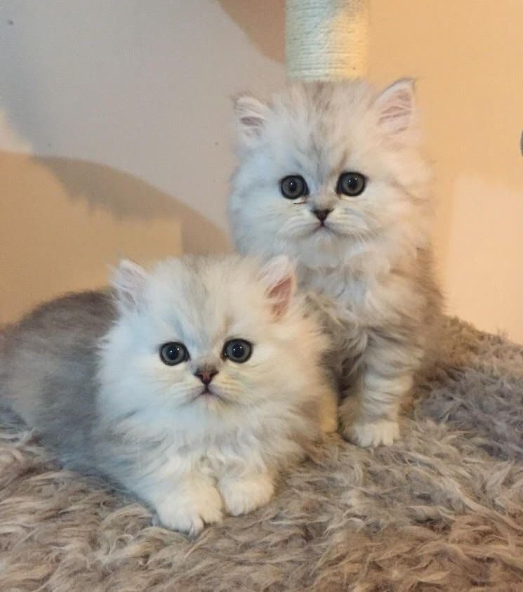 Buy Chinchilla Cats/Kittens for Sale in Delhi, India At Best Prices