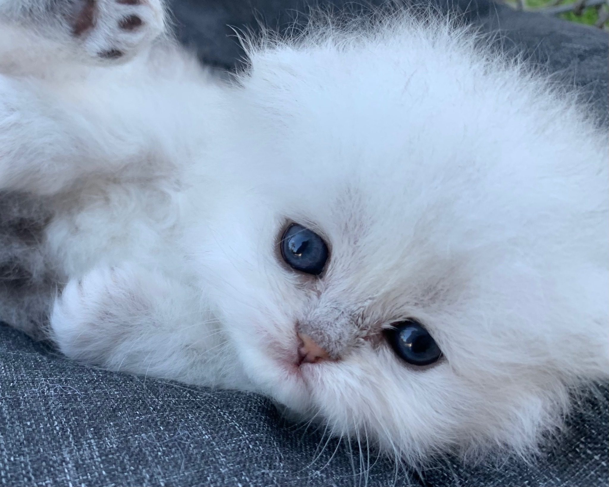 Buy Chinchilla Cats/Kittens for Sale in Delhi, India At Best Prices