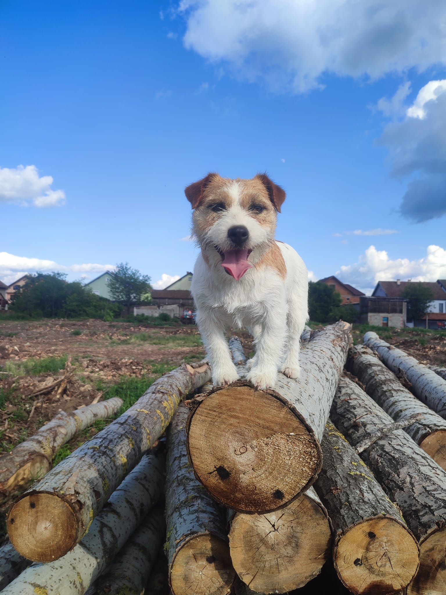 Buy Jack Russell Terrier Rough Coat Puppies For Sale in Delhi NCR, India