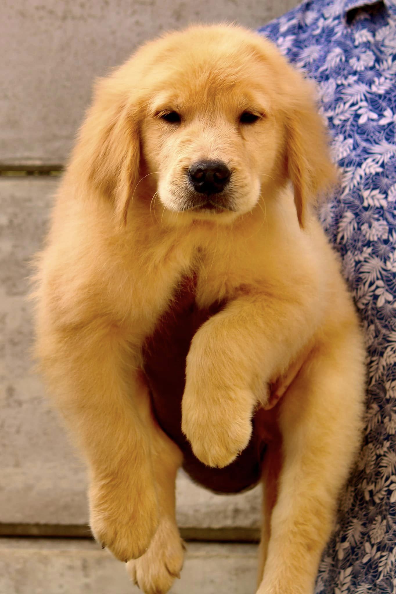 Buy Golden Retriever Puppies for Sale in Delhi NCR, India