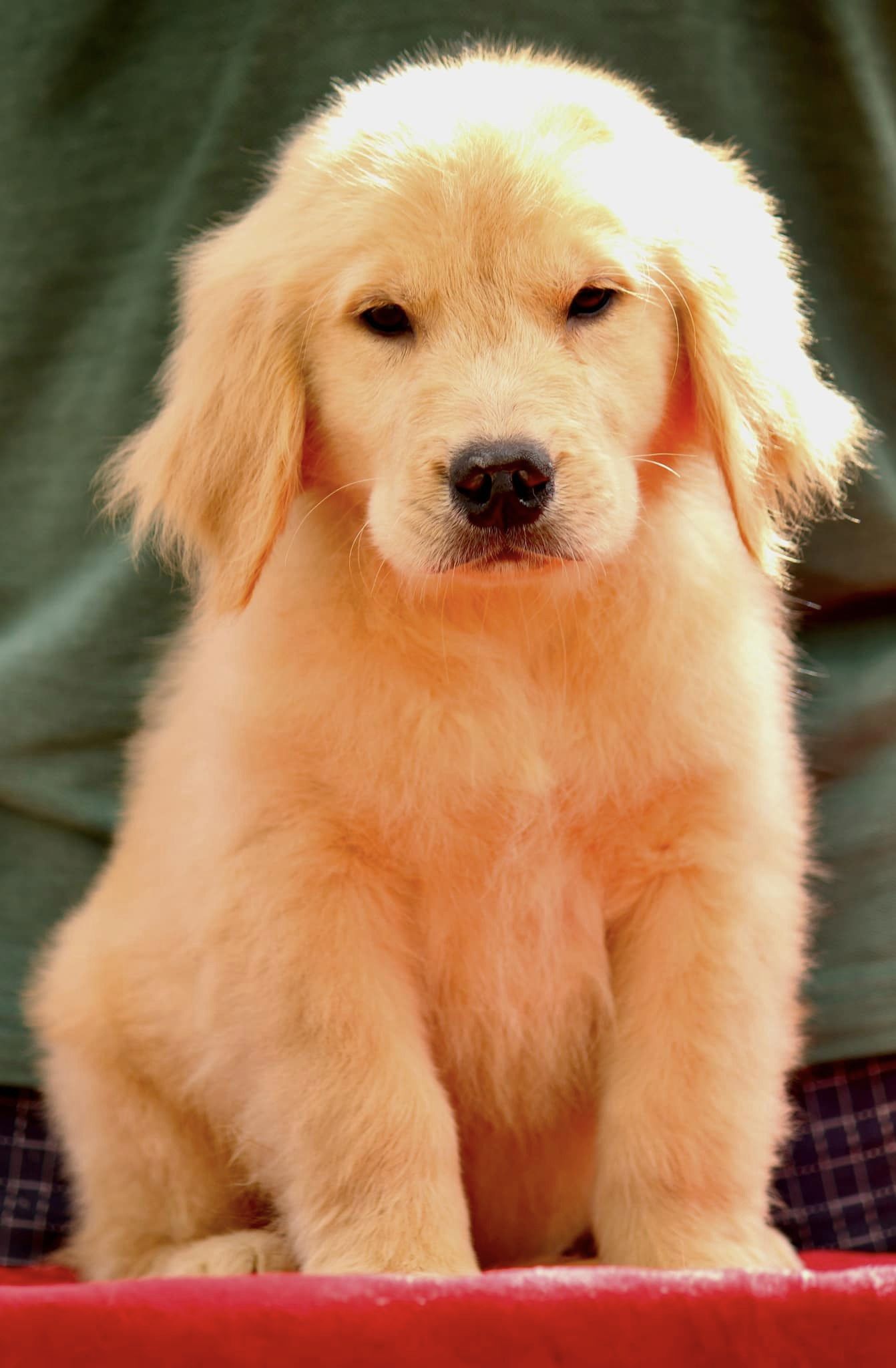 Buy Golden Retriever Puppies for Sale in Delhi NCR, India