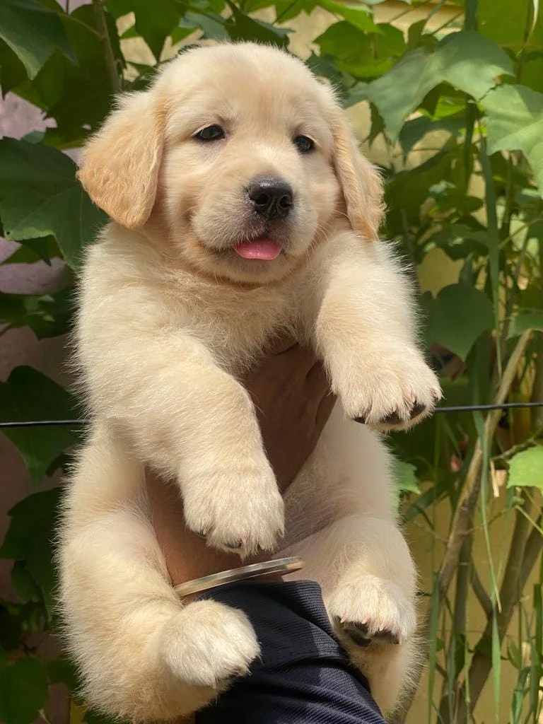 Buy Golden Retriever Puppies for Sale in Delhi NCR, India