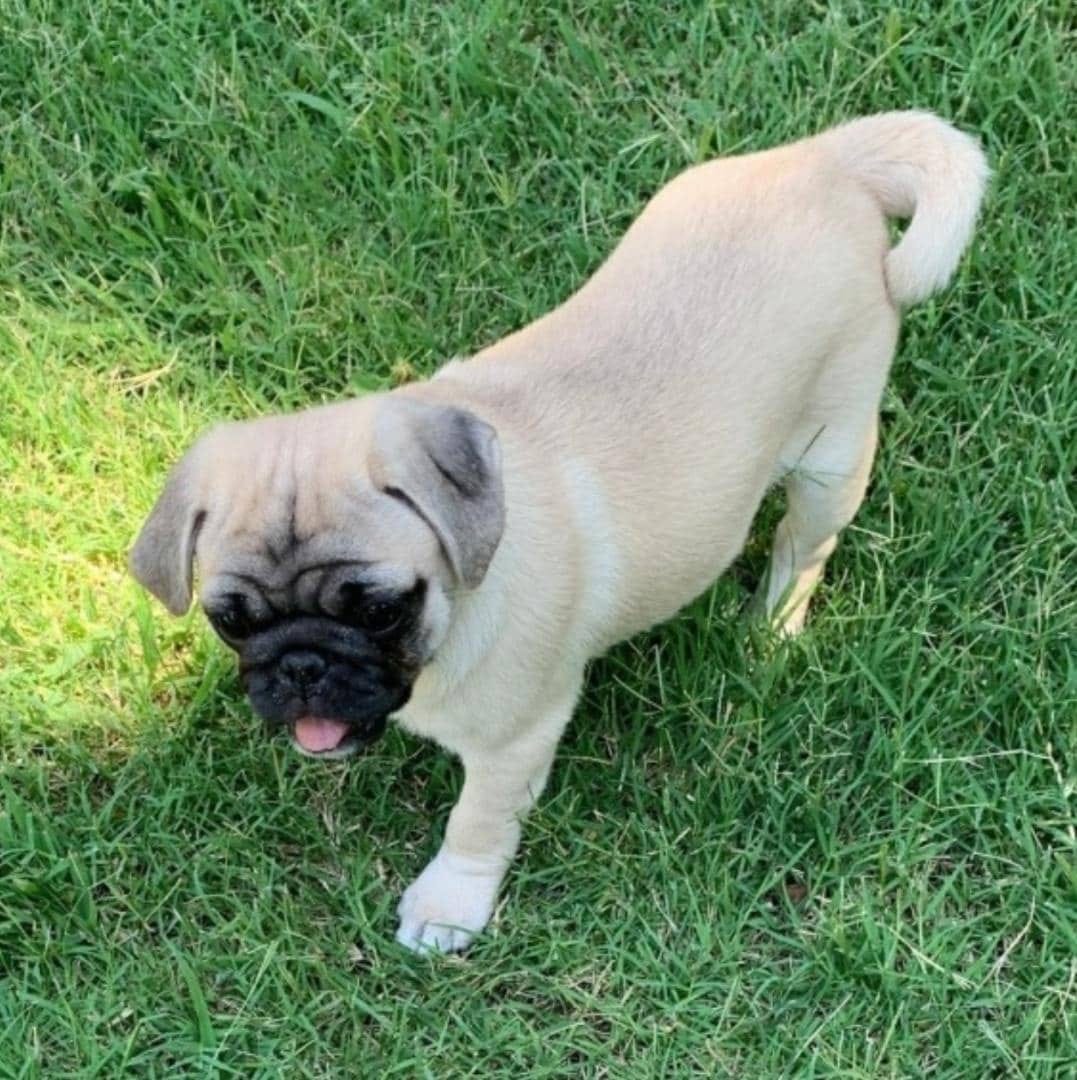 Buy Pug Dog/Puppies for Sale in Delhi NCR, India