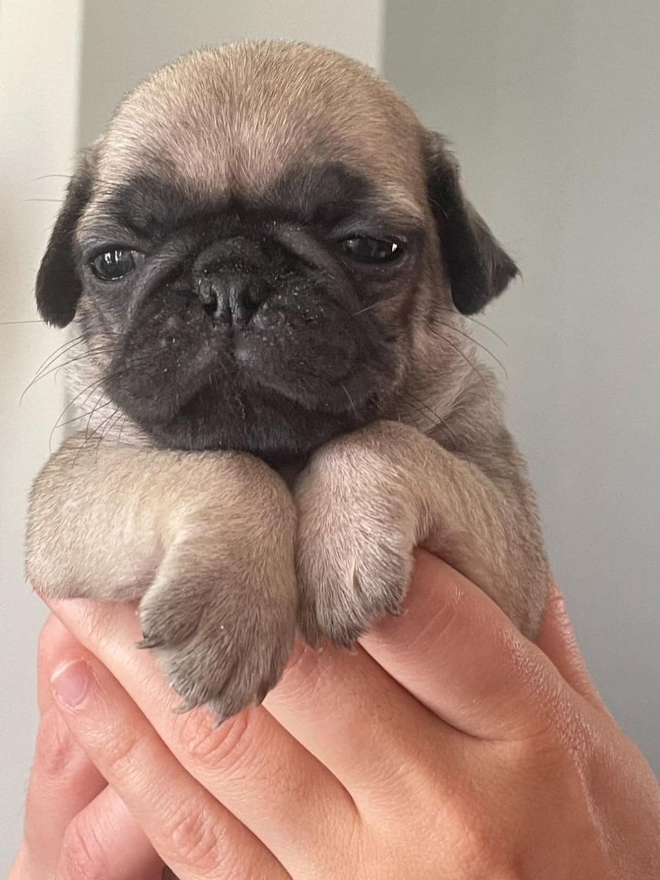 Buy Pug Dog/Puppies for Sale in Delhi NCR, India