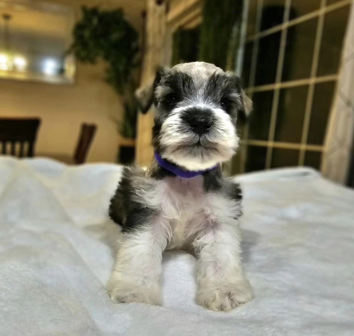 Miniature Schnauzer Puppies for Sale in Delhi/India At Best Price
