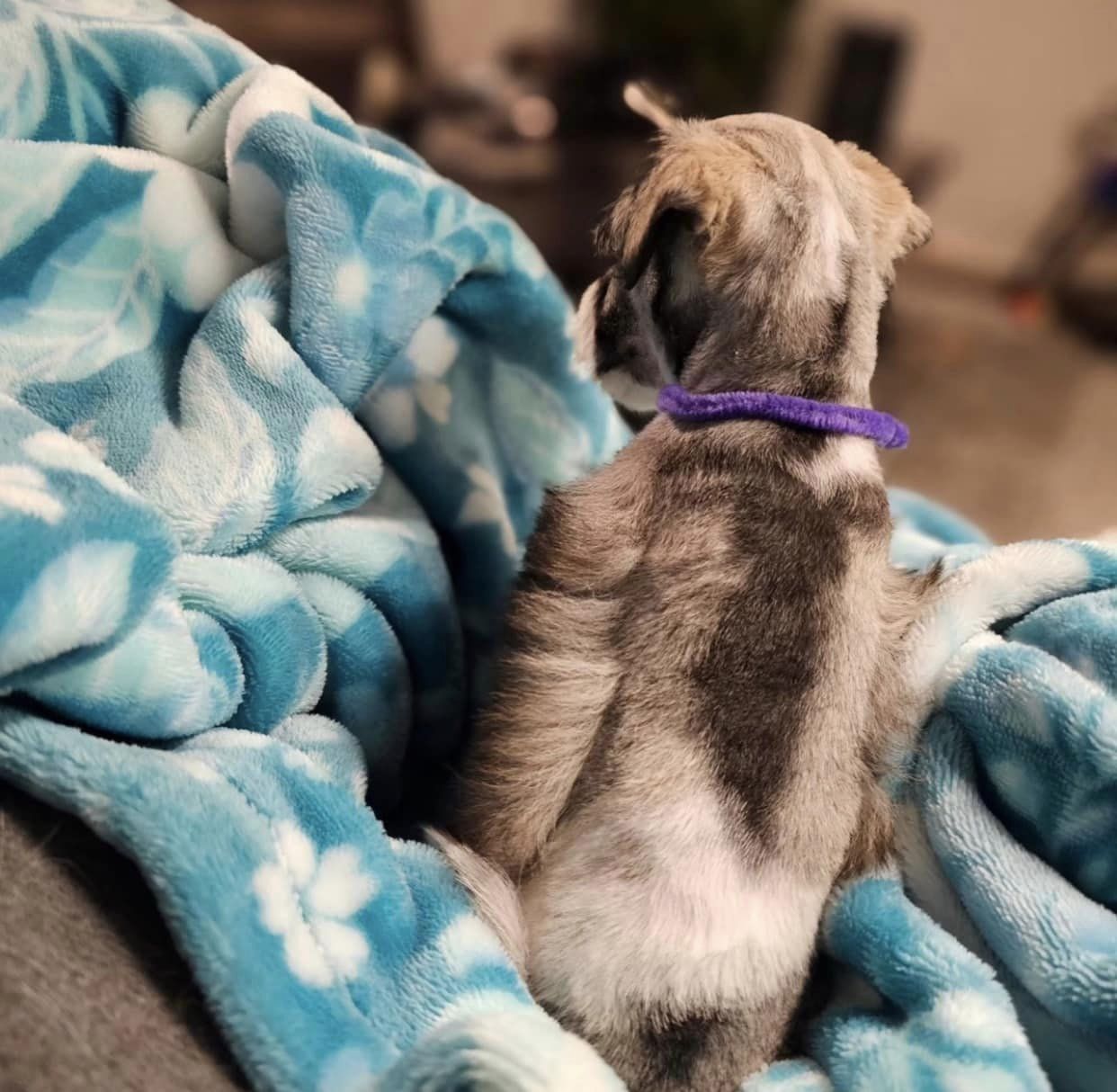 Miniature Schnauzer Puppies for Sale in Delhi/India At Best Price