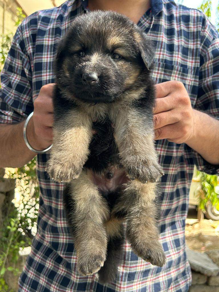 Buy German Shepherd Single Coat Puppies For Sale in NCR India
