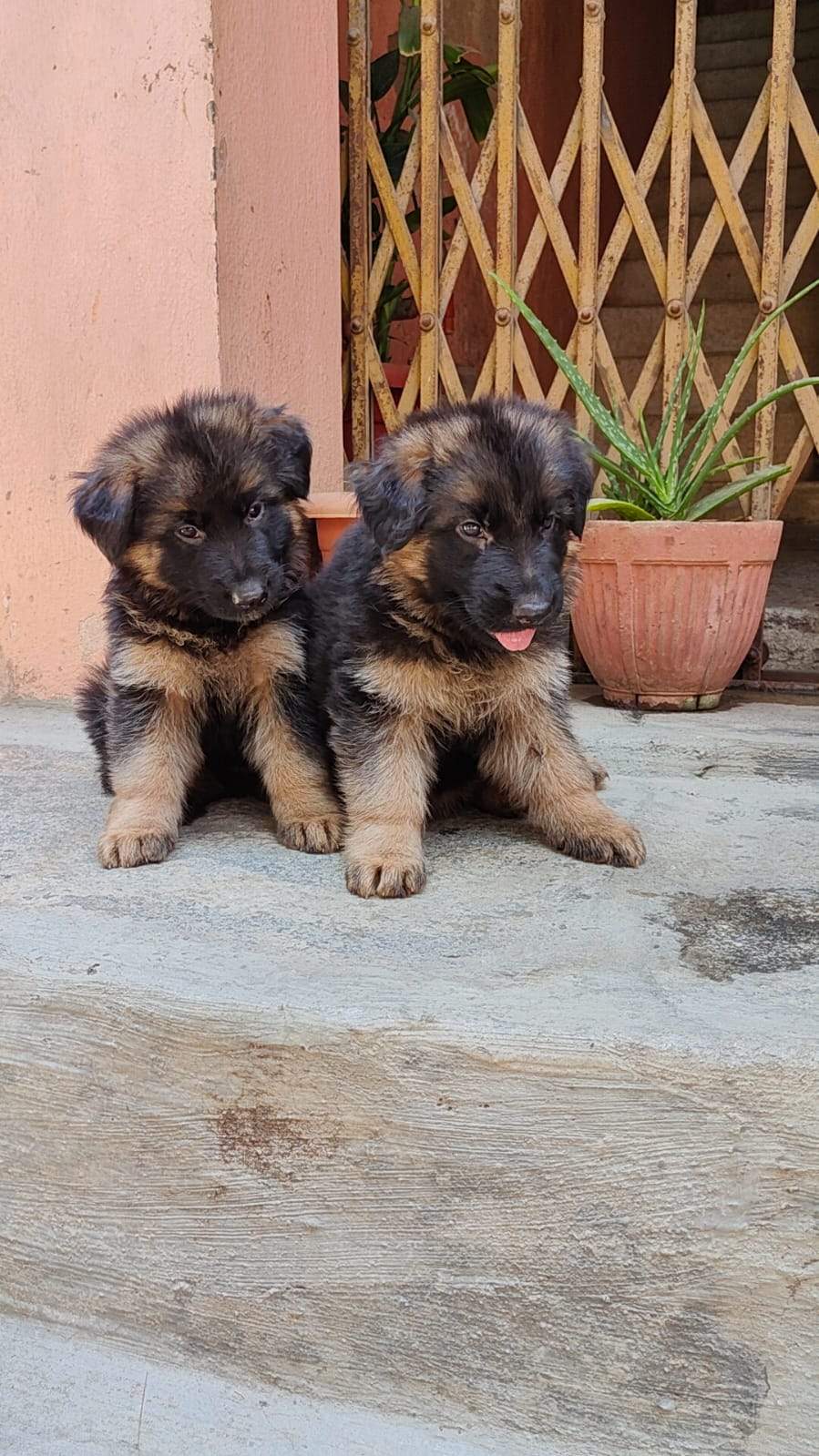 Buy German Shepherd Single Coat Puppies For Sale in NCR India