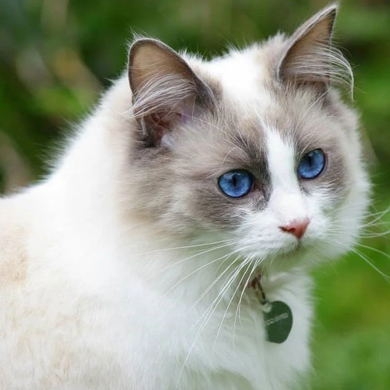 Buy Ragdoll Cat Puppiezo
