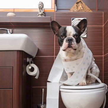 Why Your Dog Isn't Potty Trained Yet - Pup Pup And Away Sa