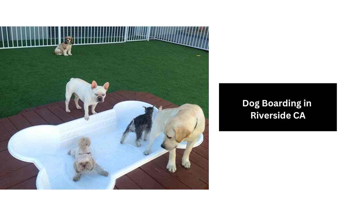 7 Best Dog Boarding in Riverside CA Puppy Aware