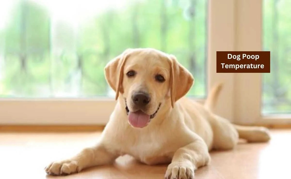 Dog Poop Temperature When To Worry? Puppy Aware