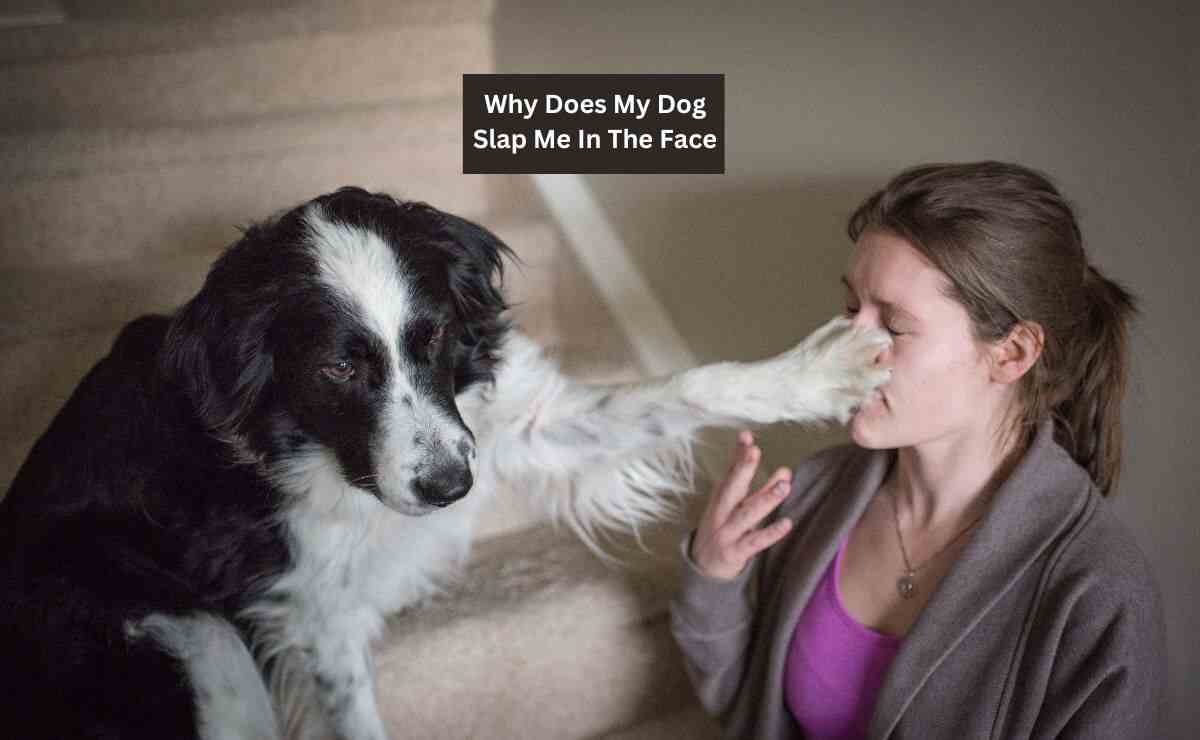 Why Does My Dog Slap Me In The Face? 7 Common Reasons Puppy Aware
