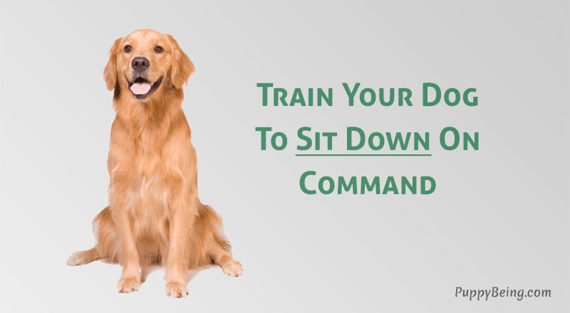 How To Teach A Dog To Sit at Craigslist