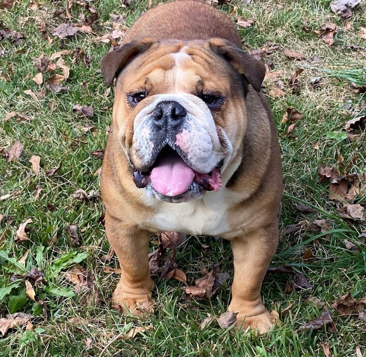 English Bulldog Studs New Puppychase site