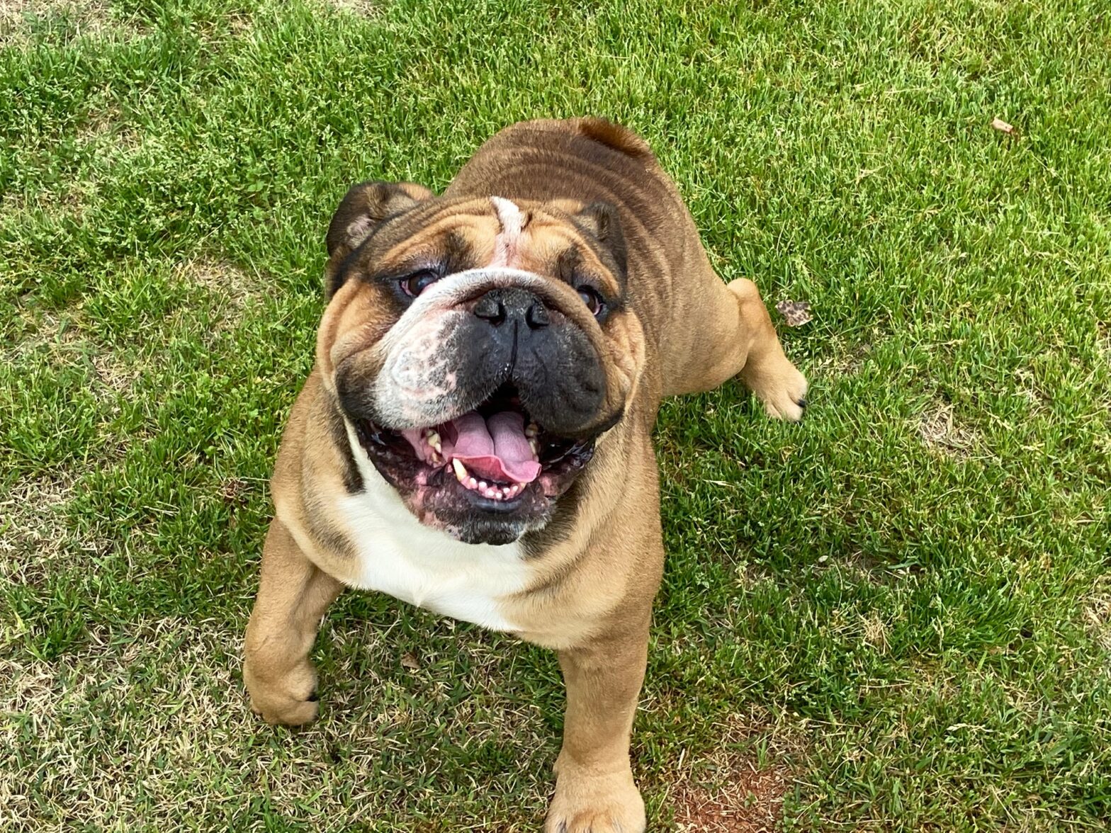 English Bulldog Studs