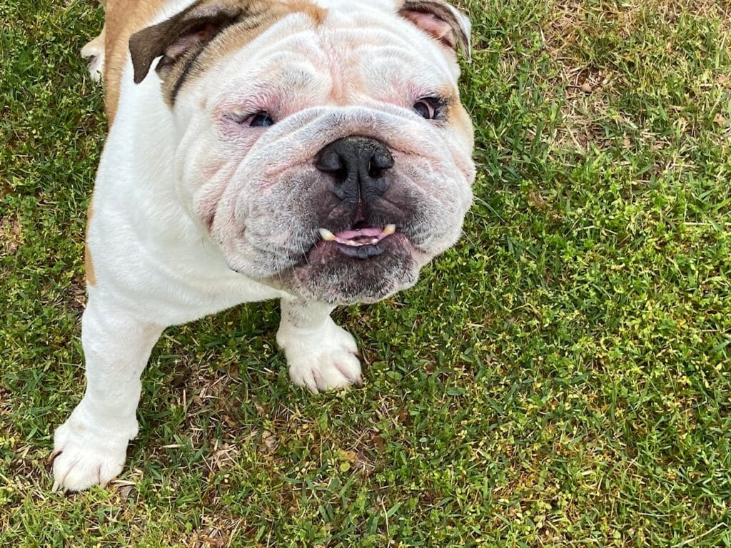 English Bulldog Studs