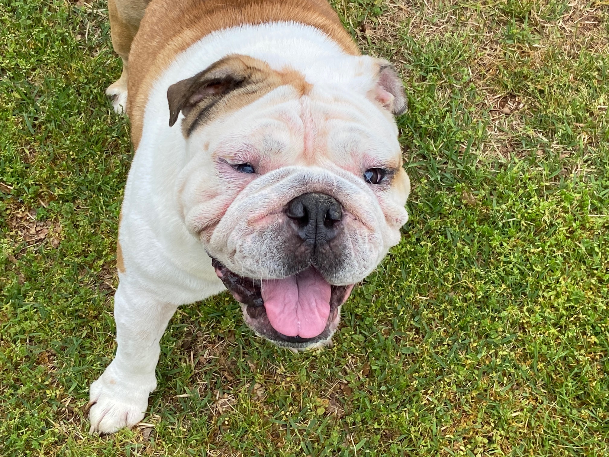 English Bulldog Studs New Puppychase site