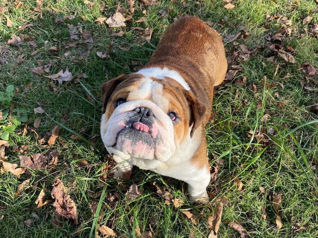 English Bulldog Studs