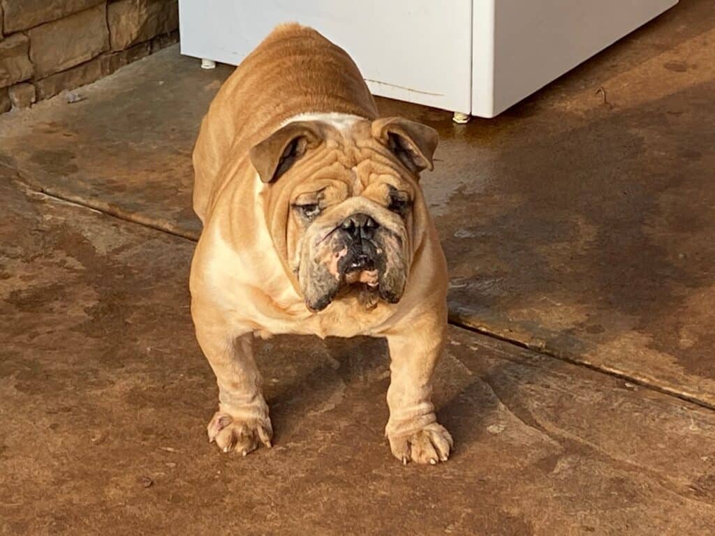 English Bulldog Studs