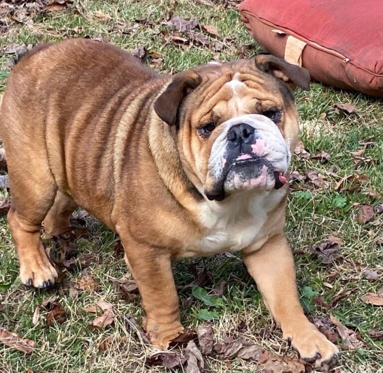 English Bulldog Studs New Puppychase site