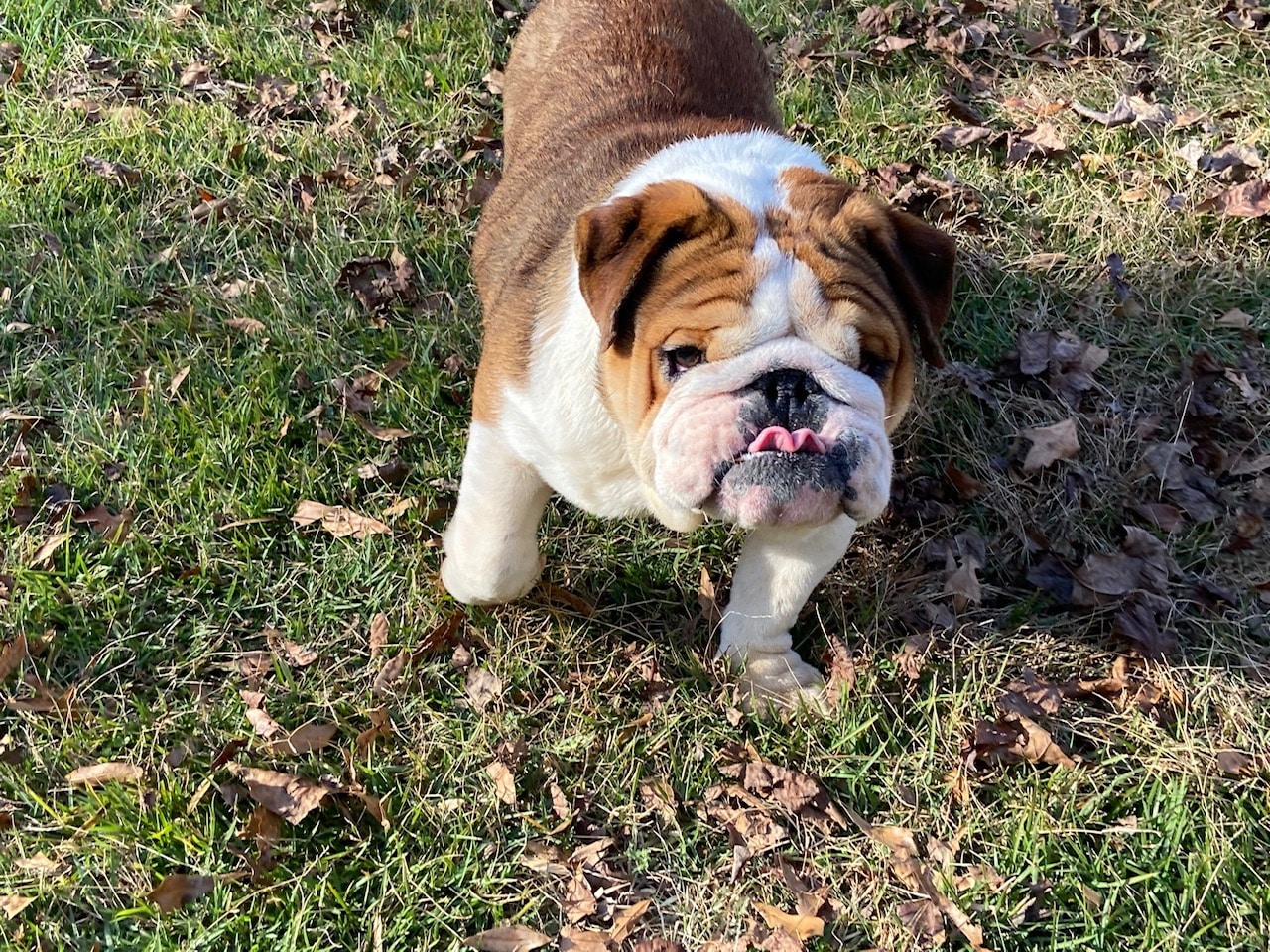 English Bulldog Studs New Puppychase site