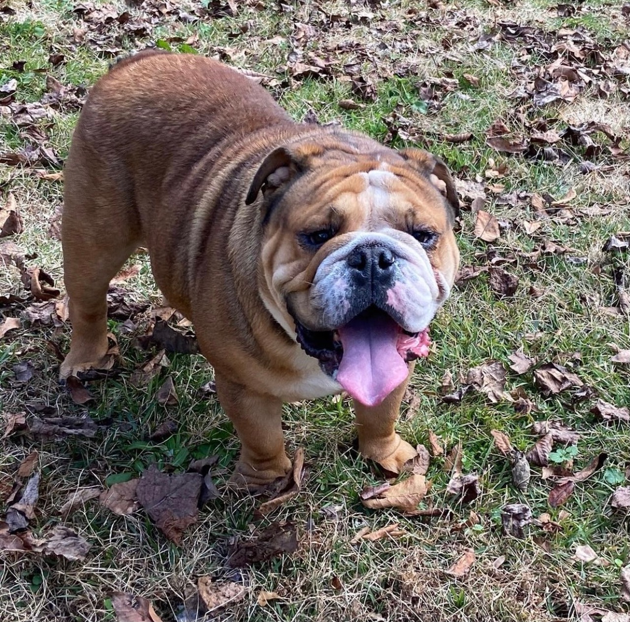 English Bulldog Studs New Puppychase site