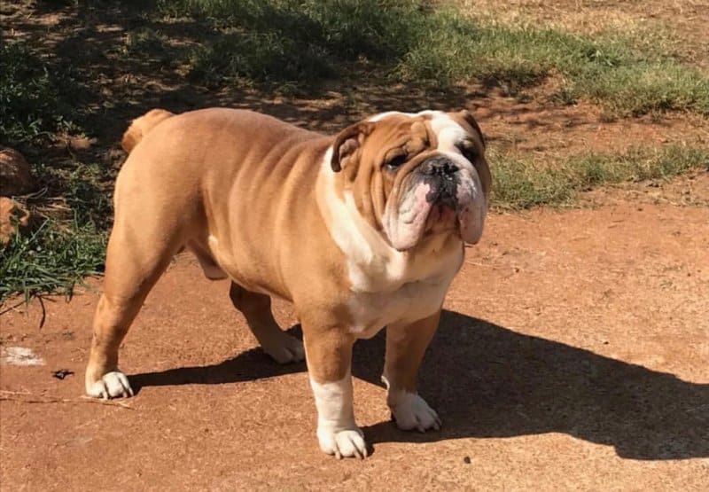 English Bulldog Studs New Puppychase site