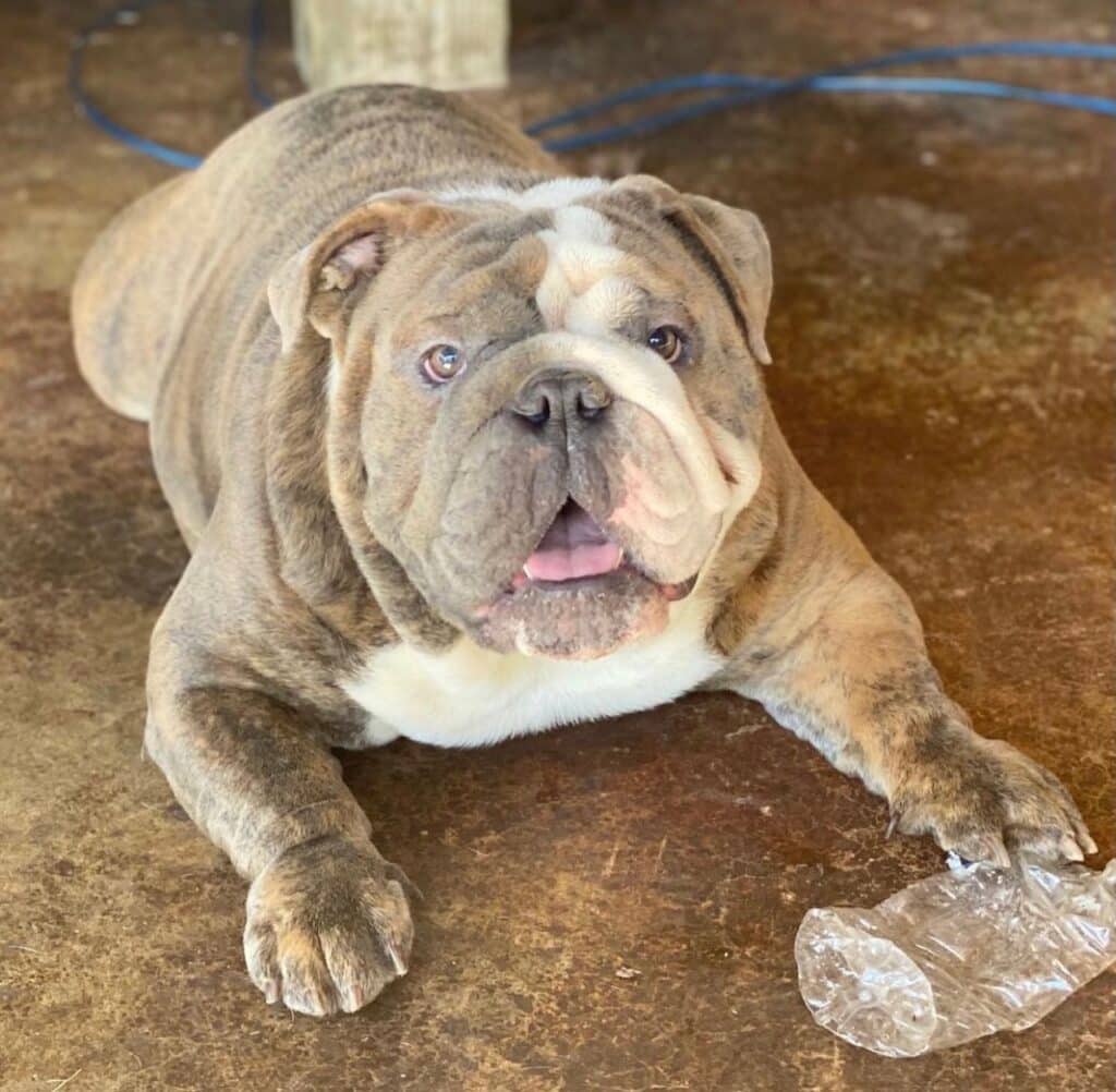 English Bulldog Studs