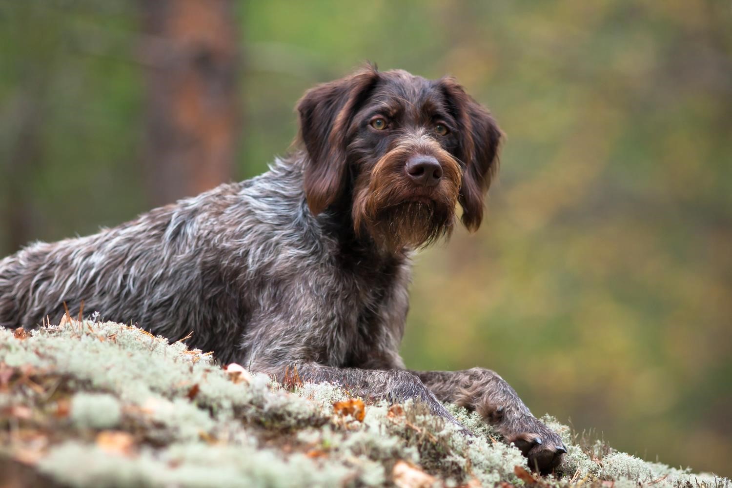 German Wirehaired Pointer Breeders and puppies for sale