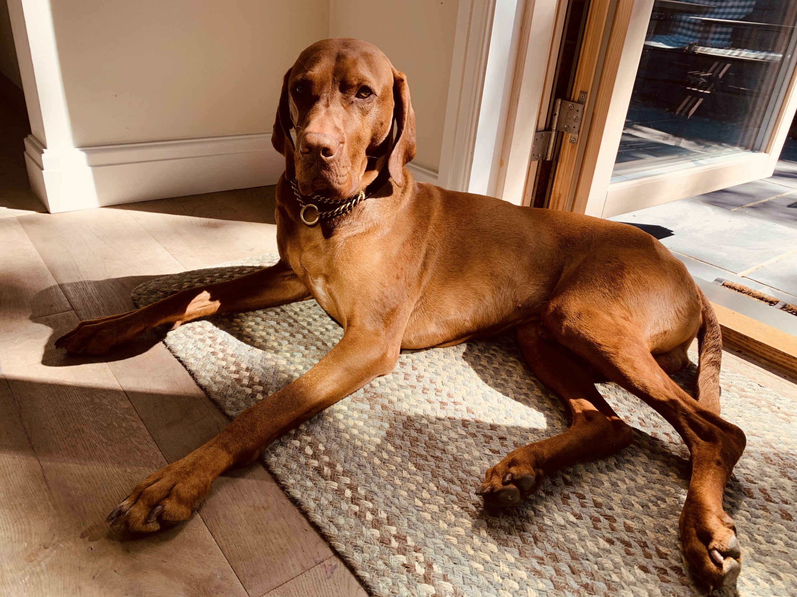 Hungarian Vizsla Breeders and puppies for sale